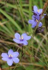 Aristea angolensis