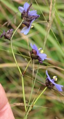 Aristea angolensis