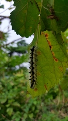 Acronicta major