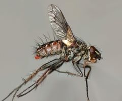 Proscissio milleri