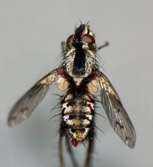 Proscissio milleri