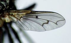 Proscissio milleri