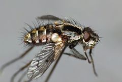 Proscissio milleri