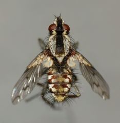 Proscissio milleri