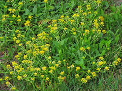 Rorippa sinuata
