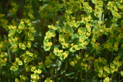 Euphorbia fragifera