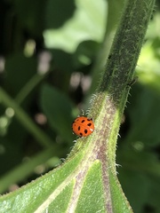 Hippodamia convergens