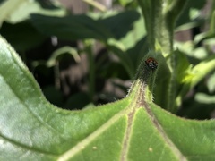 Hippodamia convergens