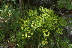 Euphorbia fragifera