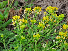 Rorippa sinuata