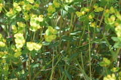 Euphorbia fragifera