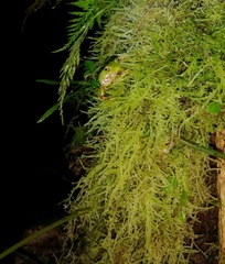 Duellmanohyla ignicolor