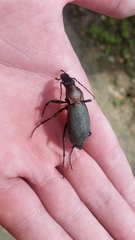 Carabus jankowskii