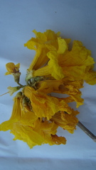 Handroanthus ochraceus
