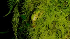 Duellmanohyla ignicolor