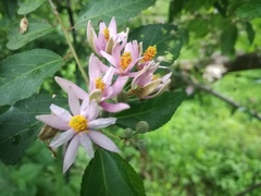 Grewia occidentalis occidentalis
