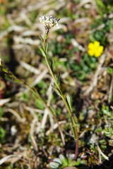 Arabis ciliata