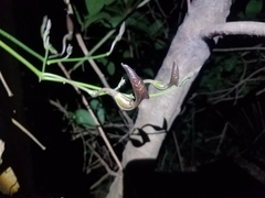 Aristolochia maxima
