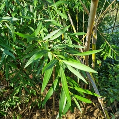 Cryptocarya angustifolia