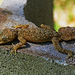 Australian Broad-tailed Geckos - Photo (c) Wardie44B, some rights reserved (CC BY-NC-ND)