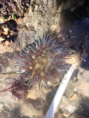 Bunodosoma cavernatum