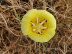 Calochortus superbus