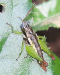 Parepistaurus eburlineatus