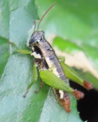 Parepistaurus eburlineatus
