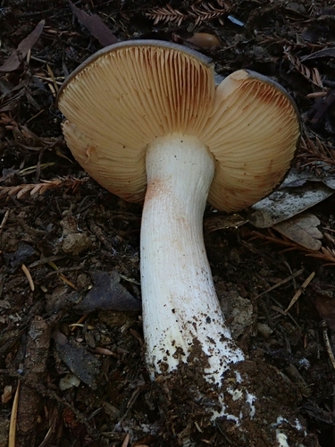 Entoloma subsaundersii image
