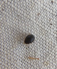 Scymnus rubromaculatus