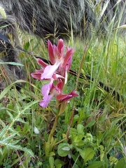 Anacamptis papilionacea papilionacea