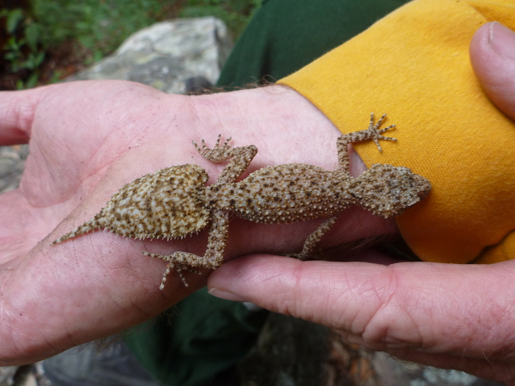 Broad-tailed Gecko