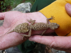 Broad-Tailed Gecko photo 2