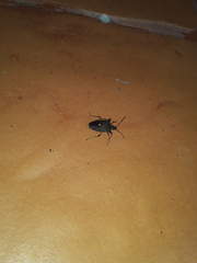Proxys obtusicornis