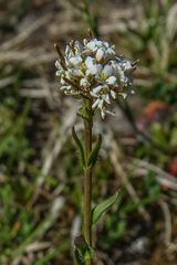 Arabis ciliata