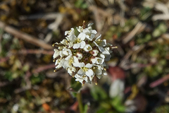 Arabis ciliata