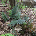 Black Shield Fern - Photo (c) bbi2, some rights reserved (CC BY-NC), uploaded by bbi2