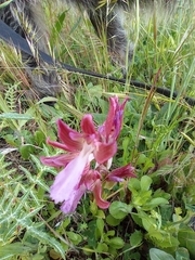 Anacamptis papilionacea papilionacea