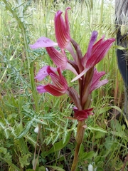 Anacamptis papilionacea papilionacea