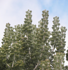 Paranomus tomentosus