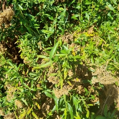 Nidorella ivifolia