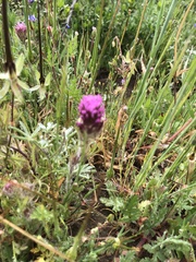 Castilleja exserta