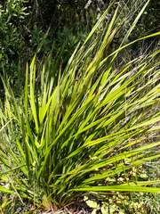Dianella latissima