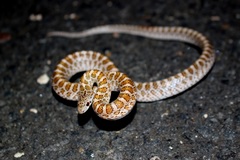 Arizona elegans philipi