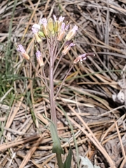 Boechera centrifendleri