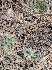 Boechera centrifendleri