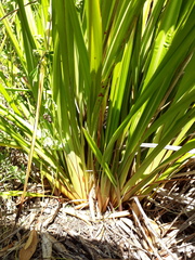 Dianella latissima