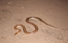 Arizona elegans philipi
