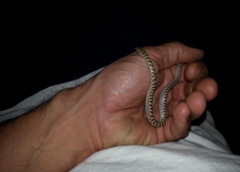 Arizona elegans philipi