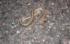 Arizona elegans philipi